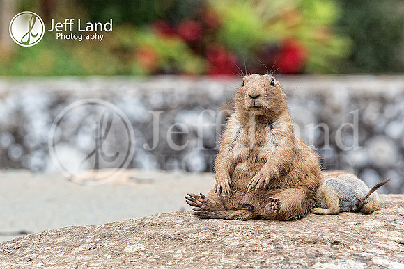 Prairie Dog - Cotswold Wildlife Park