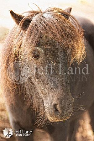 Pony