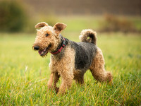 Airedale Terriers - Ettington Dog Walking Meadow
