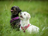 Dolly & Boo