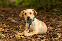Mielie - Labrador Puppy
