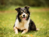 Rudy - Collie