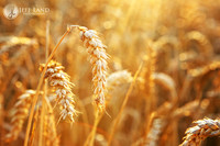 Corn Field