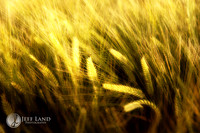 Corn Field