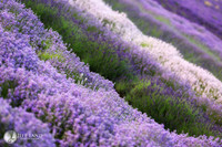 Lavender Farm