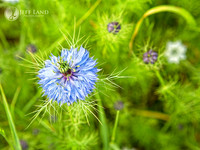 Wild Flowers