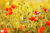 Wild Flowers