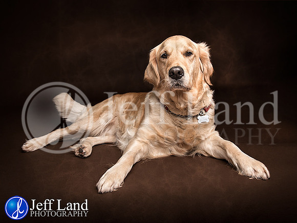 Poppy the golden retriever