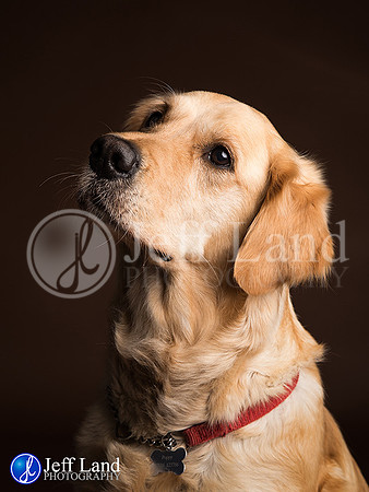 Poppy the golden retriever