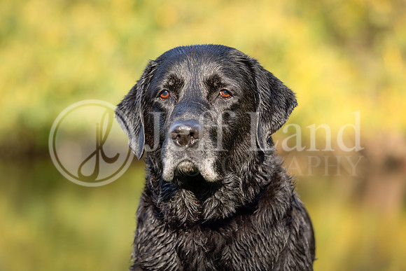 Bertie-16