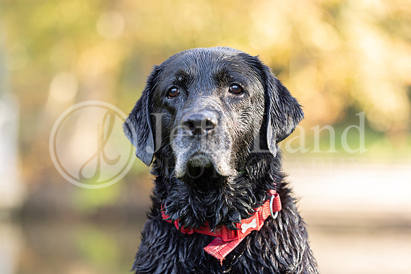 Bertie-4