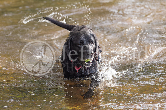 Bertie-1