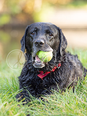 Bertie-3