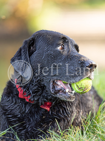 Bertie-2
