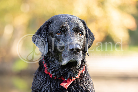 Bertie-6