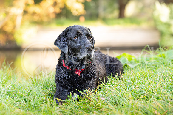 Bertie-7