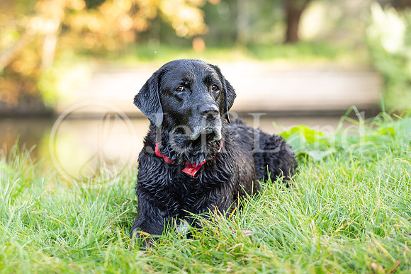 Bertie-8