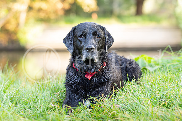 Bertie-9