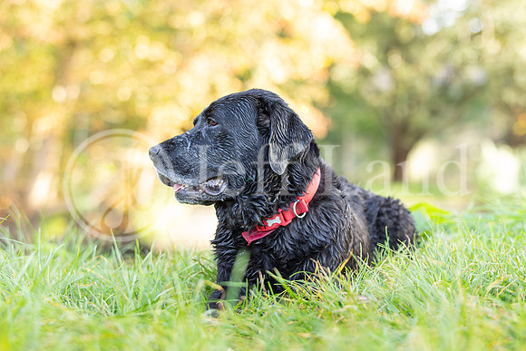 Bertie-10