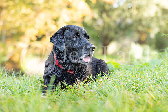 Bertie-11