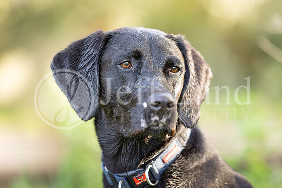 Bertie-13