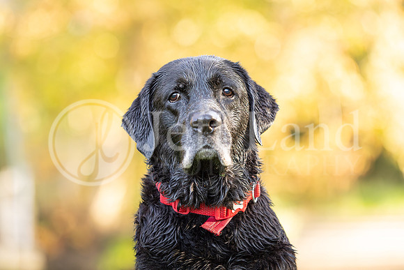 Bertie-14