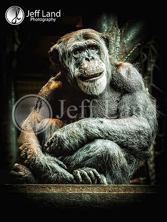 Chimp & Chester Zoo