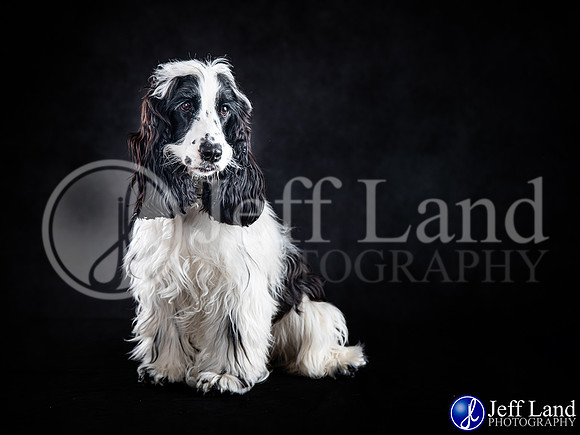 Pet Portrait Photographer