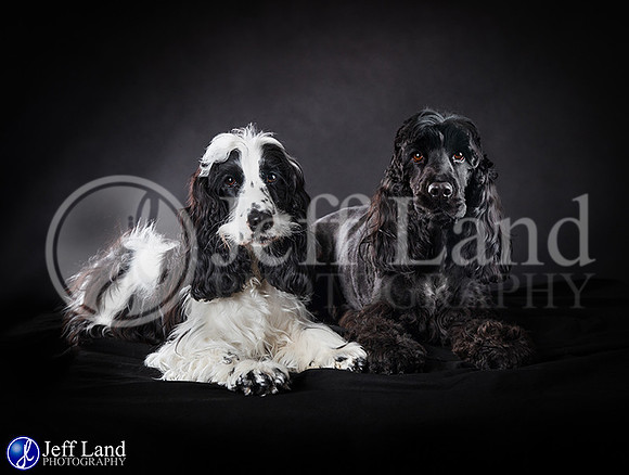 Pet Portrait Photographer