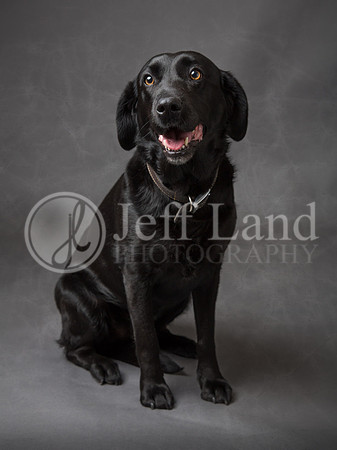Pet Portrait Photographer