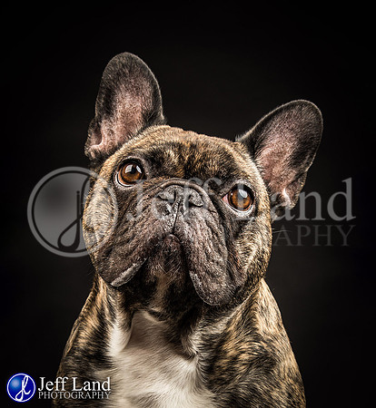 Pet Portrait Photographer
