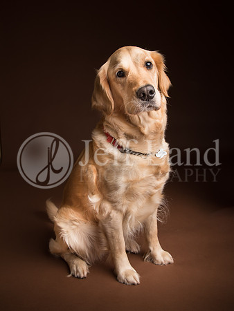 Pet Portrait Photographer