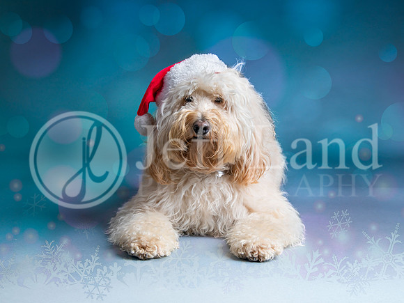 Pet Portrait Photographer
