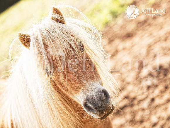 Pony