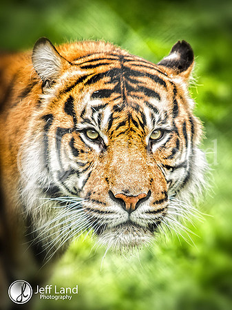 Tiger at Chester Zoo