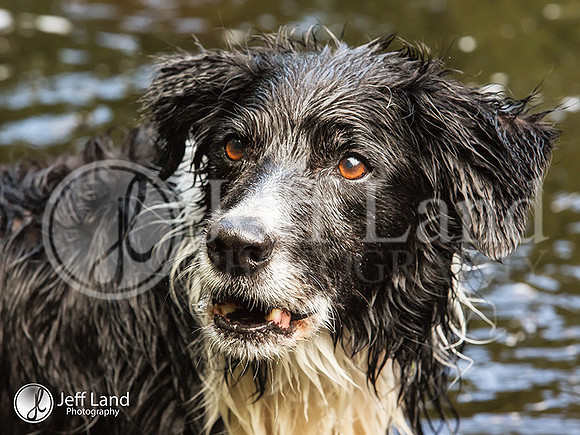 Mack - The old sheep dog