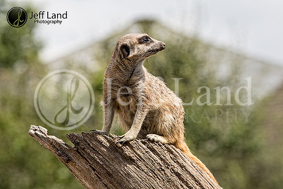 Meerkat - "Cotswold Wildlife Park"