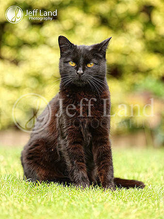 Pet Cat