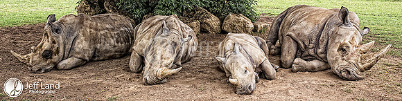 Sleeping Rhinos - Cotswold Wildlife Park