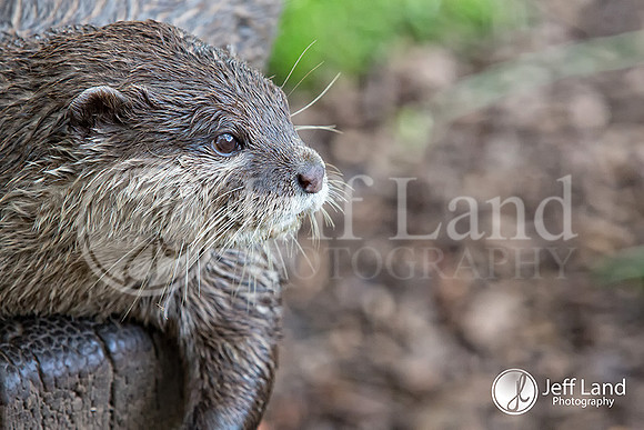 Otter - Cotswold Wildlife Park
