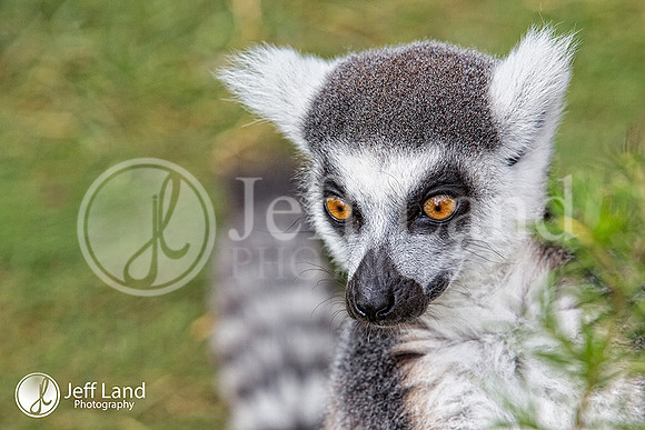 Lemur - Chester Zoo
